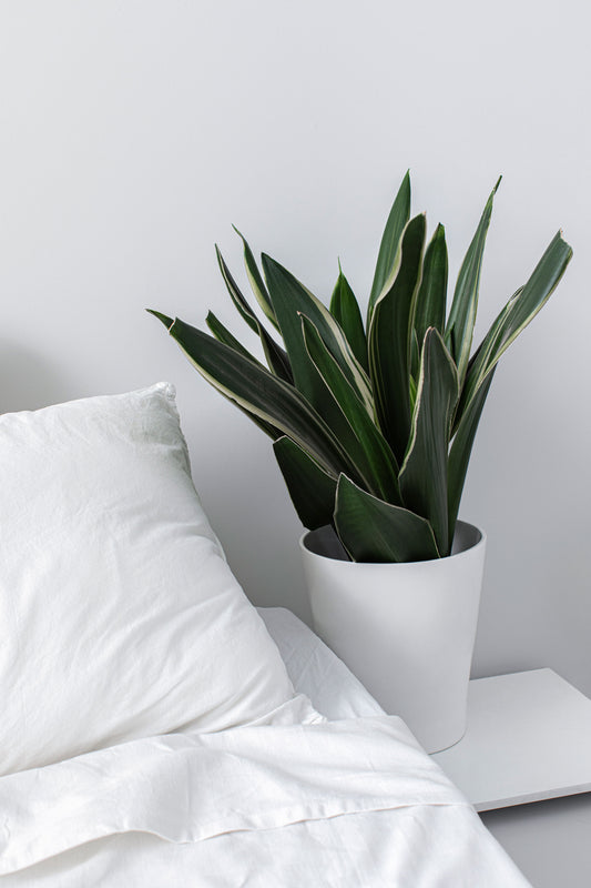 Coin d'un lit blanc avec pot à fleur blanc.